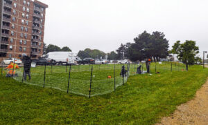 Photograph of Eastbourne Park fence that will be activated for Parkscapes.