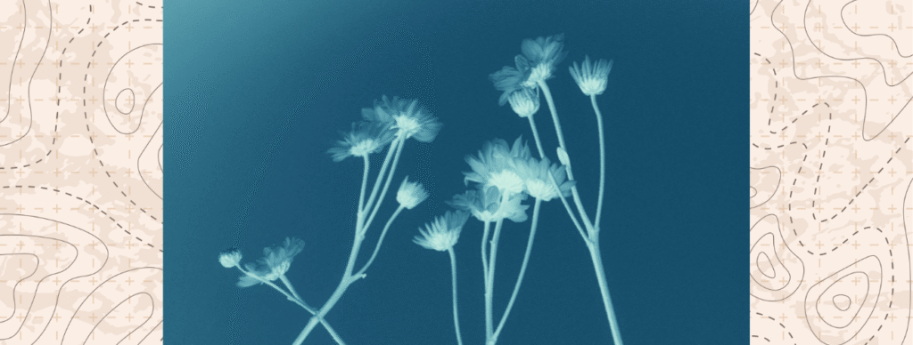 Photograph of a bright blue sun print of dandelions.